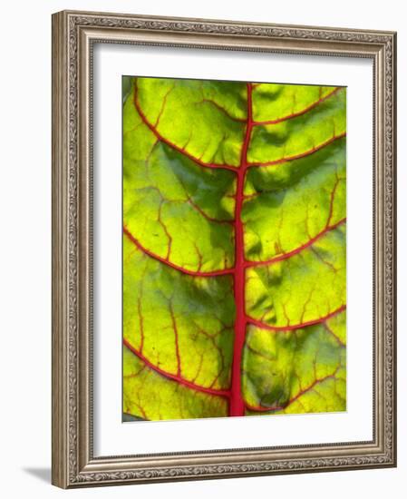 A Chard Leaf-Ottmar Diez-Framed Photographic Print