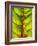 A Chard Leaf-Ottmar Diez-Framed Photographic Print