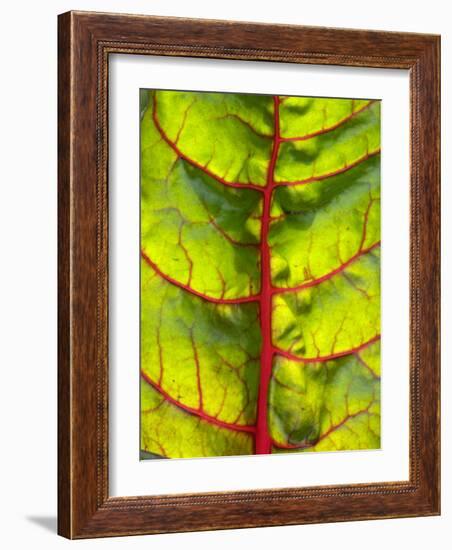 A Chard Leaf-Ottmar Diez-Framed Photographic Print