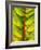 A Chard Leaf-Ottmar Diez-Framed Photographic Print