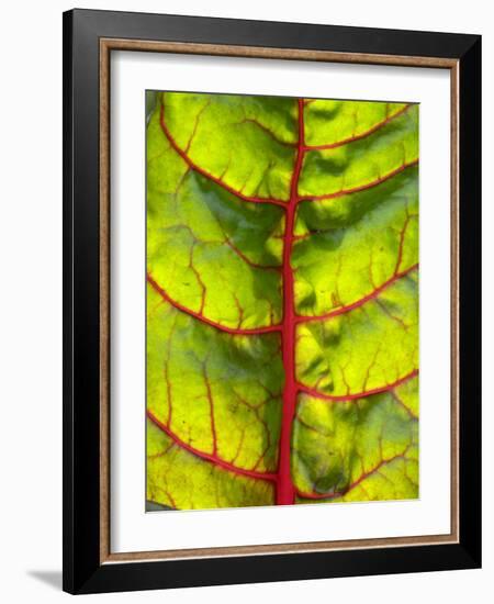 A Chard Leaf-Ottmar Diez-Framed Photographic Print