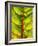 A Chard Leaf-Ottmar Diez-Framed Photographic Print