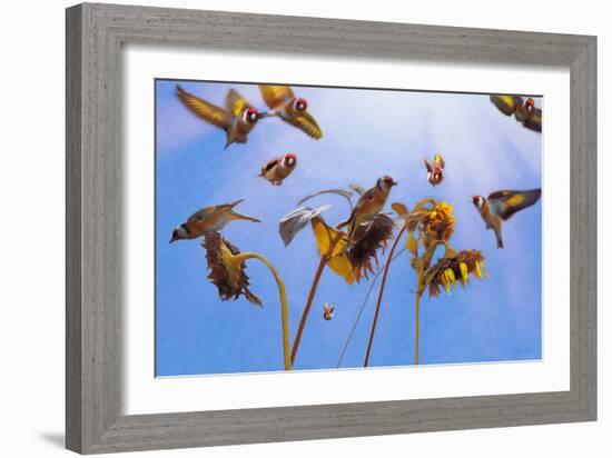 A Charm of Goldfinches, 2021, (digital painting)-Helen White-Framed Giclee Print