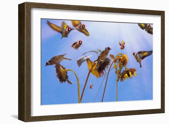 A Charm of Goldfinches, 2021, (digital painting)-Helen White-Framed Giclee Print