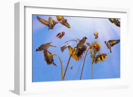 A Charm of Goldfinches, 2021, (digital painting)-Helen White-Framed Giclee Print