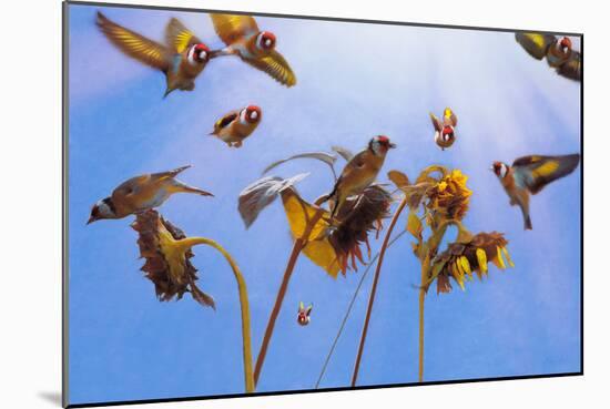 A Charm of Goldfinches, 2021, (digital painting)-Helen White-Mounted Giclee Print