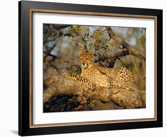 A Cheetah (Acinonyx Jubatus) in a Tree, Kruger Park, South Africa-Paul Allen-Framed Photographic Print