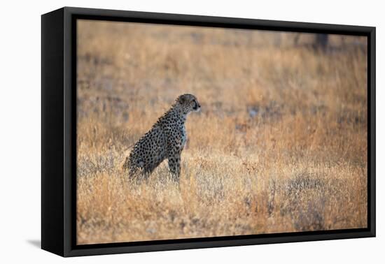 A Cheetah, Acinonyx Jubatus, on the Lookout for a Nearby Leopard at Sunset-Alex Saberi-Framed Premier Image Canvas