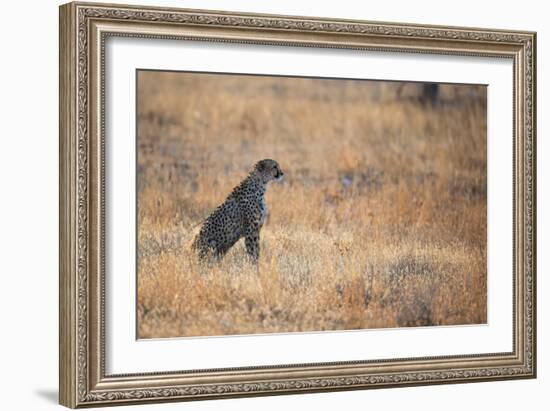 A Cheetah, Acinonyx Jubatus, on the Lookout for a Nearby Leopard at Sunset-Alex Saberi-Framed Photographic Print