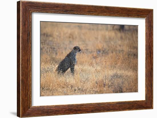 A Cheetah, Acinonyx Jubatus, on the Lookout for a Nearby Leopard at Sunset-Alex Saberi-Framed Photographic Print