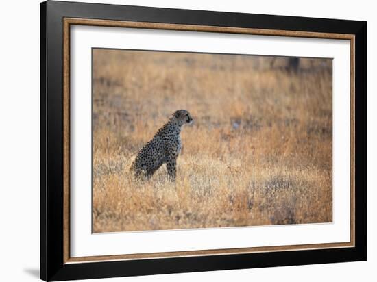 A Cheetah, Acinonyx Jubatus, on the Lookout for a Nearby Leopard at Sunset-Alex Saberi-Framed Photographic Print