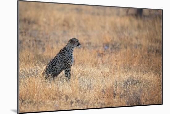 A Cheetah, Acinonyx Jubatus, on the Lookout for a Nearby Leopard at Sunset-Alex Saberi-Mounted Photographic Print