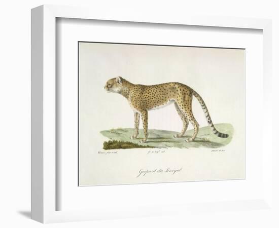 A Cheetah-Werner-Framed Giclee Print