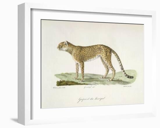 A Cheetah-Werner-Framed Giclee Print