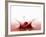 A Cherry Falling into Red Juice-Petr Gross-Framed Photographic Print