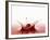 A Cherry Falling into Red Juice-Petr Gross-Framed Photographic Print