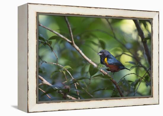 A Chestnut Bellied Euphonia, Euphonia Pectoralis, Perching in a Tree in Ubatuba-Alex Saberi-Framed Premier Image Canvas