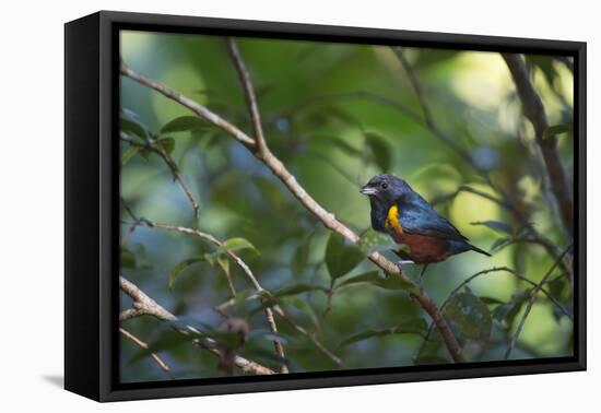 A Chestnut Bellied Euphonia, Euphonia Pectoralis, Perching in a Tree in Ubatuba-Alex Saberi-Framed Premier Image Canvas