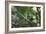 A Chestnut Bellied Euphonia, Euphonia Pectoralis, Perching in a Tree in Ubatuba-Alex Saberi-Framed Photographic Print