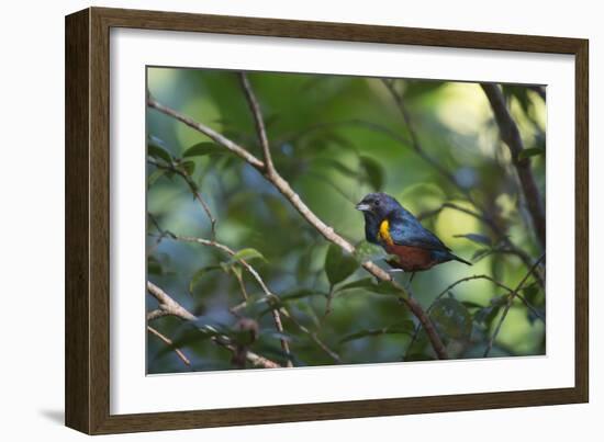 A Chestnut Bellied Euphonia, Euphonia Pectoralis, Perching in a Tree in Ubatuba-Alex Saberi-Framed Photographic Print