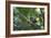 A Chestnut Bellied Euphonia, Euphonia Pectoralis, Perching in a Tree in Ubatuba-Alex Saberi-Framed Photographic Print