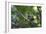 A Chestnut Bellied Euphonia, Euphonia Pectoralis, Perching in a Tree in Ubatuba-Alex Saberi-Framed Photographic Print