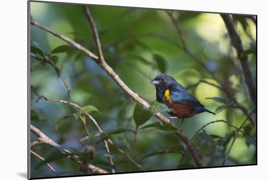 A Chestnut Bellied Euphonia, Euphonia Pectoralis, Perching in a Tree in Ubatuba-Alex Saberi-Mounted Photographic Print