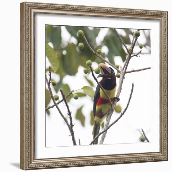 A Chestnut-Eared Aracari, Pteroglossus Castanotis, Eats from a Tree-Alex Saberi-Framed Photographic Print