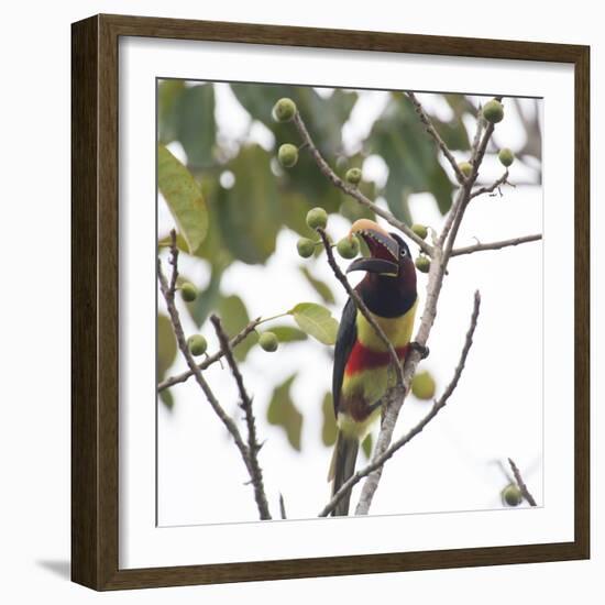 A Chestnut-Eared Aracari, Pteroglossus Castanotis, Eats from a Tree-Alex Saberi-Framed Photographic Print