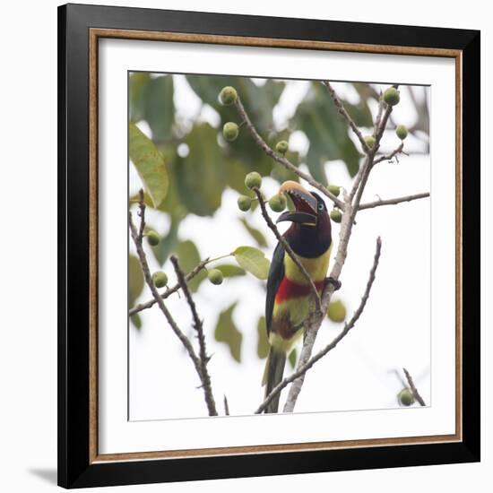 A Chestnut-Eared Aracari, Pteroglossus Castanotis, Eats from a Tree-Alex Saberi-Framed Photographic Print