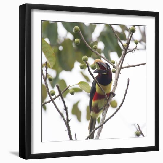 A Chestnut-Eared Aracari, Pteroglossus Castanotis, Eats from a Tree-Alex Saberi-Framed Photographic Print