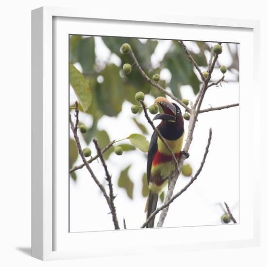 A Chestnut-Eared Aracari, Pteroglossus Castanotis, Eats from a Tree-Alex Saberi-Framed Photographic Print