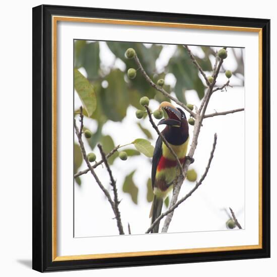 A Chestnut-Eared Aracari, Pteroglossus Castanotis, Eats from a Tree-Alex Saberi-Framed Photographic Print