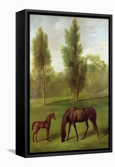 A Chestnut Mare and Foal in a Wooded Landscape, C.1761-63-George Stubbs-Framed Premier Image Canvas