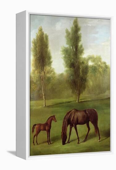 A Chestnut Mare and Foal in a Wooded Landscape, C.1761-63-George Stubbs-Framed Premier Image Canvas