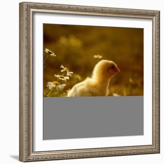 A Chick Standing on the Grass Next to Some Daisy's, Outside-Picturebank-Framed Photographic Print