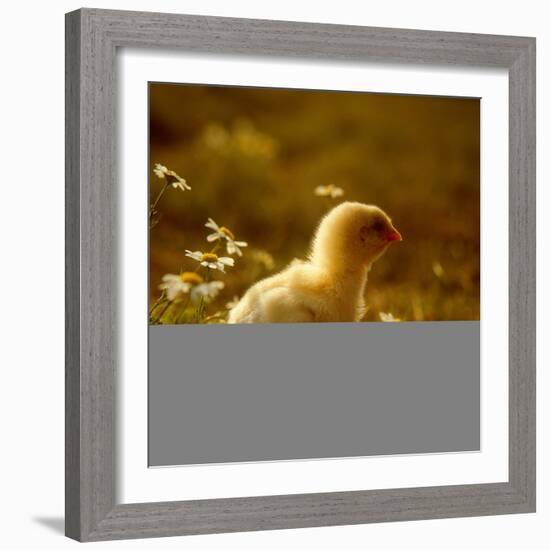 A Chick Standing on the Grass Next to Some Daisy's, Outside-Picturebank-Framed Photographic Print