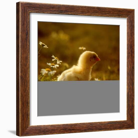 A Chick Standing on the Grass Next to Some Daisy's, Outside-Picturebank-Framed Photographic Print