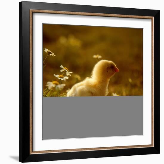 A Chick Standing on the Grass Next to Some Daisy's, Outside-Picturebank-Framed Photographic Print