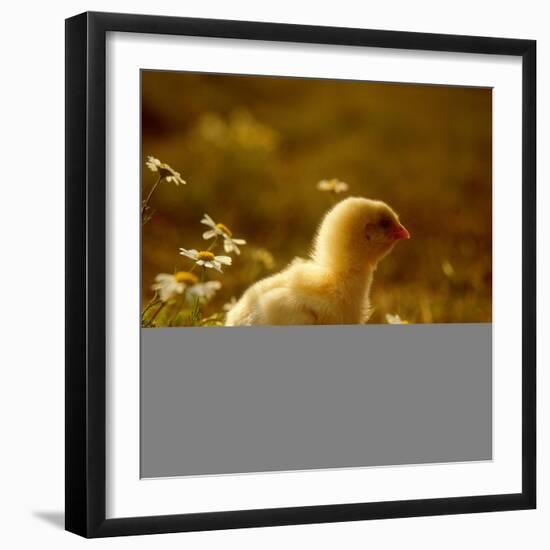 A Chick Standing on the Grass Next to Some Daisy's, Outside-Picturebank-Framed Photographic Print