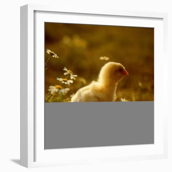 A Chick Standing on the Grass Next to Some Daisy's, Outside-Picturebank-Framed Photographic Print