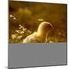 A Chick Standing on the Grass Next to Some Daisy's, Outside-Picturebank-Mounted Photographic Print