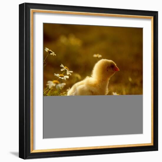 A Chick Standing on the Grass Next to Some Daisy's, Outside-Picturebank-Framed Photographic Print