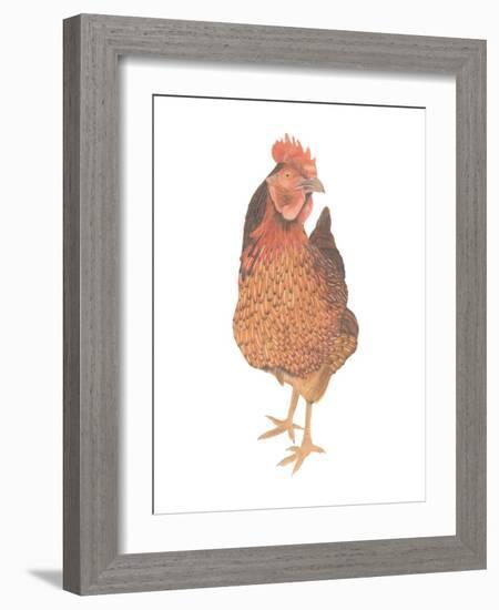 A Chicken Named Captain Morgan-Stacy Hsu-Framed Art Print