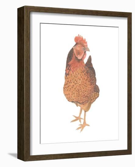 A Chicken Named Captain Morgan-Stacy Hsu-Framed Art Print