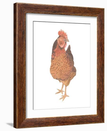 A Chicken Named Captain Morgan-Stacy Hsu-Framed Art Print