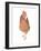 A Chicken Named Captain Morgan-Stacy Hsu-Framed Art Print