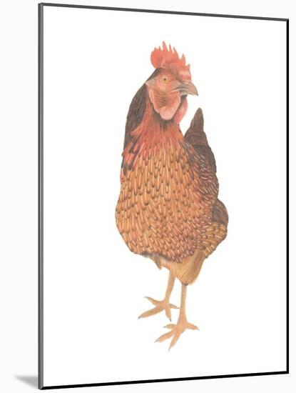 A Chicken Named Captain Morgan-Stacy Hsu-Mounted Art Print