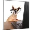 A Chihuahua Surfing The Internet On A Laptop-graphicphoto-Mounted Photographic Print