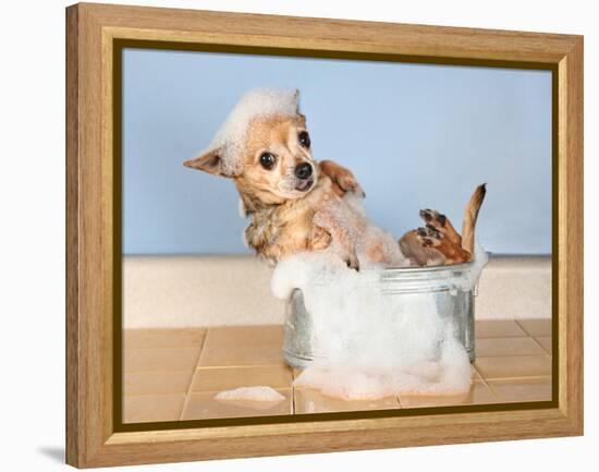 A Chihuahua Taking A Bath-graphicphoto-Framed Premier Image Canvas